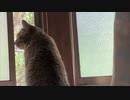 お外で遊びたいようなので…