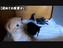 疲れている母猫が戻らないので遊んで待つ子猫たち【離乳食を食べないと母猫が大変な話】