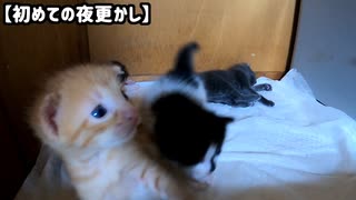 疲れている母猫が戻らないので遊んで待つ子猫たち【離乳食を食べないと母猫が大変な話】