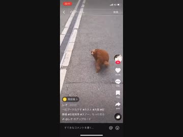 ホモと見る謎のプードル