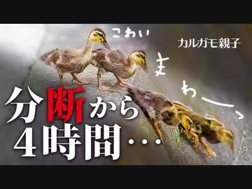 0611C⑥【雛の置き去り4h超】カモ親子が崖を飛び降り。　#カモ親子　#身近な生き物語 　#カルガモ