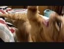 にゃんこ！百烈拳！