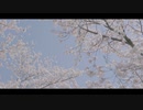【オリジナル振付】春泥棒｜ヨルシカ【京都・桜】踊ってみた【かのん】