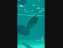 自分のうんちを食べて失神するマナティ