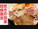 賢きボス猫、驚愕の投薬風景で病に立ち向かう