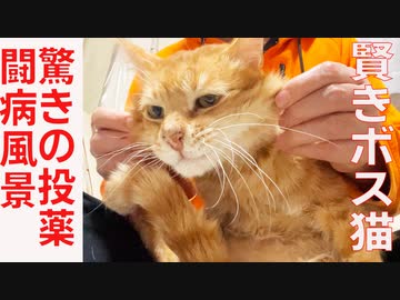 賢きボス猫、驚愕の投薬風景で病に立ち向かう
