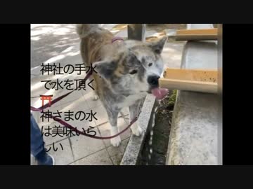 ホモと見る神社の水を直飲みする犬
