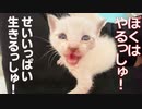病弱シャムキジ子猫、生きる為の前進をする