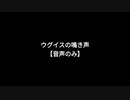 ウグイスの鳴き声（音声のみ）