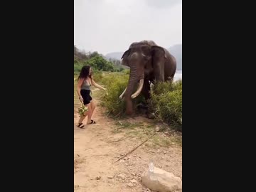 ホモと見るバナナで象を煽る女