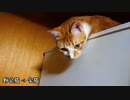 【いいとこどり】母猫と子猫と叔母猫