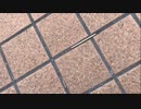 動く爪楊枝　「いる。」～怖すぎる投稿映像13本～Vol.38