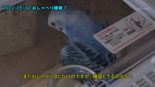 セキセイインコの空(くう) お迎え2日目の挿し餌とおしゃべり練習？20230430,0502