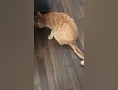 猫とニート(18）