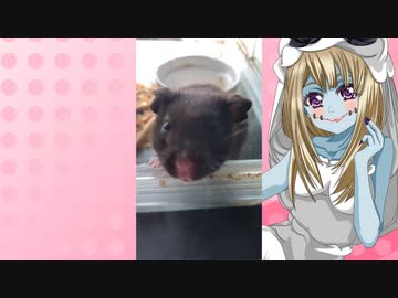 ゾンビーナのハムスターの日常。68