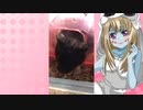 ゾンビーナのハムスターの日常。69
