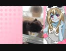 ゾンビーナのハムスターの日常。70