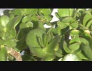 枯れかけた多肉草の復活劇 49