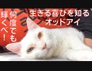 オッドアイの宝石珍獣、復活の生きる喜びを爆発させる