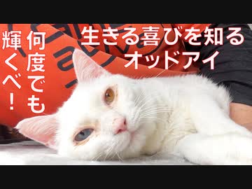 オッドアイの宝石珍獣、復活の生きる喜びを爆発させる