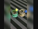 【ガチャガチャ】ことりガーデンの成長中間報告　【capsule toys】kotori Garden Interim Report　