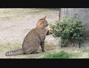 家に帰ってこないと思ったら…