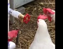 拾い物 バルブ