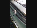 拾い物 エスカレーター