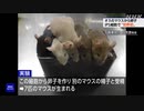 オスのマウスのiPS細胞で卵子 子ども誕生 大阪大学など 世界初