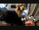 【第138回】山菜③とおもちゃ③と鉢替えとイタドリ
