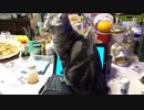 Surface の上に乗るのもやめようね！