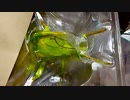 虫嫌いなくせに昆虫一番くじ３万５０００円分引いたニート　後編