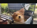 三毛猫モカちんとこまるのGW。
