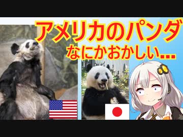 アメリカに預けたパンダ、やせたかなしい姿で発見されてしまう…