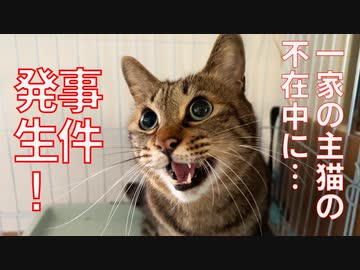 一家の主猫不在中、居間で事件発生！