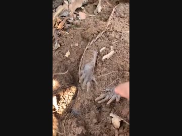 ホモと見るかくれんぼするアルマジロ