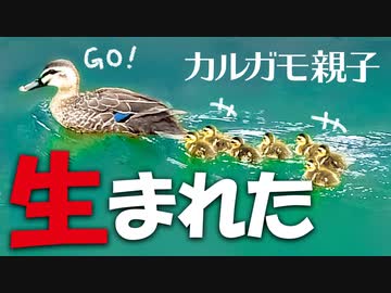 0611C⑧【生まれたカルガモ親子】極小ヒナが引っ越しも…。#カモ親子　#カルガモ #雛鳥