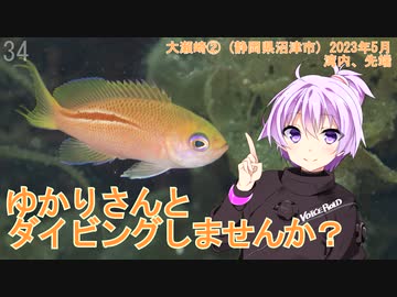 【大瀬崎②(静岡県沼津市)】ゆかりさんとダイビングしませんか？