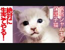 病弱シャムキジ保護子猫、病から少しずつ前進する