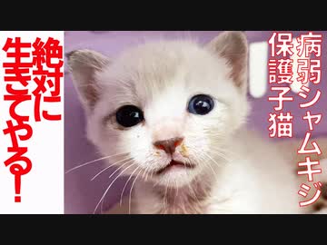 病弱シャムキジ保護子猫、病から少しずつ前進する