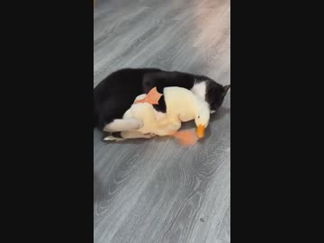 ホモと見るアヒルと猫のグラップラー対決