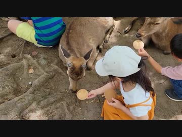 ホモと見る鹿せんべいで胃もたれしてしまった鹿