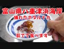 富山県 八重津浜海岸で捕ったホタルイカを茹でて食べます