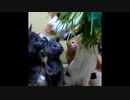 【短い動画】猫草は遊ぶもの、でもある