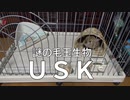 謎の毛玉生物ＵＳＫ
