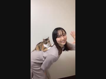 ホモと見る猫のベッド