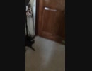 pickle at wall
