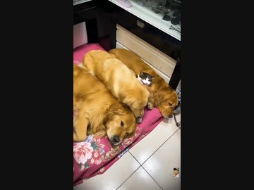 ホモと見る陽キャになぜか懐かれる陰キャ