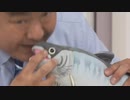 QVC福島 - 腰の楽太郎31日分トライアル ほか ver.藤原