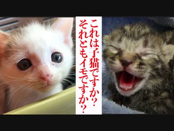 これは子猫ですか？それともイモですか？